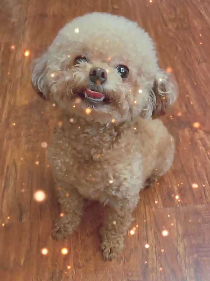 ?[SG] Pet Dog Amino Acid Shampoo 500ML/ PH Balance Natural Extracts Fur Shampoo for Dogs/ Dog Breed Specific Shampoo